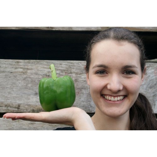 GREEN CAPSICUM LARGE Size Each  Pukekohe Grown